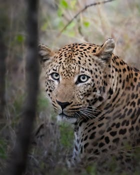 Close-up of a leopard in natural habitat, showcasing its spots and piercing gaze.