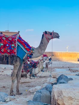 Colorful camels resting near the Pyramids of Giza, vibrant sky above them.