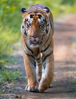 Close-up of a Bengal tiger walking on a jungle path in Maharashtra, India.